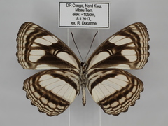 Neptis lermanni