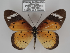 Acraea encedana