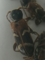 Phymatodes alni