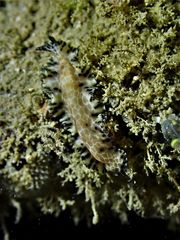 Maritigrella fuscopunctata