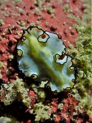 Eurylepta