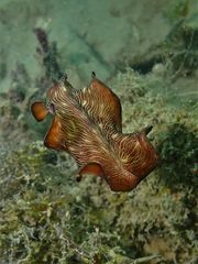 Pseudobiceros fulgor