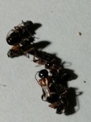Phymatodes alni