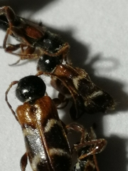 Phymatodes alni