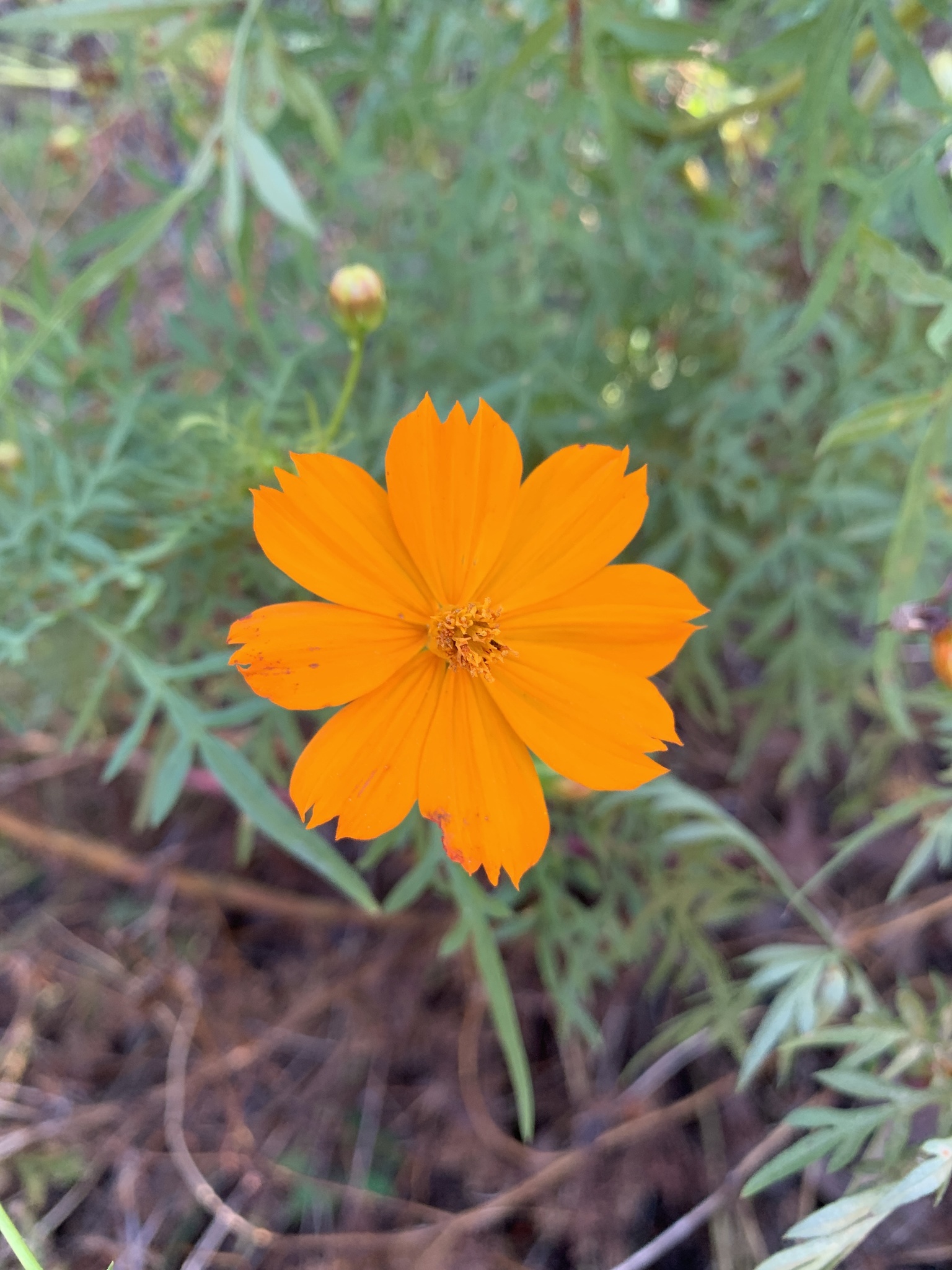 Cosmos sulphureus