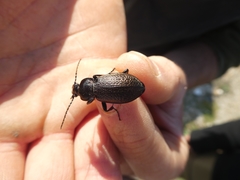 Carabus alysidotus