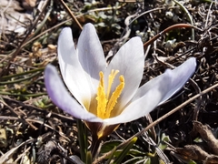 Crocus tauricus