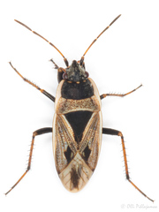 Xanthochilus quadratus