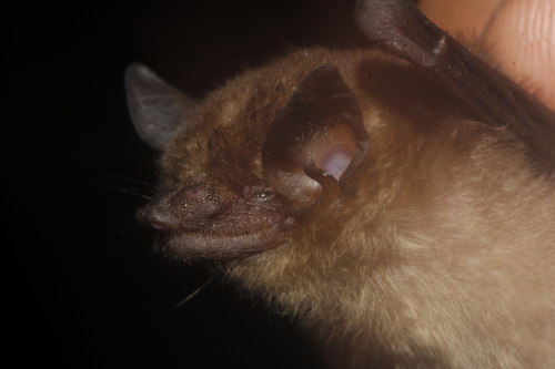 Eastern Pipistrelle