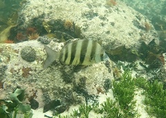 Diplodus hottentotus