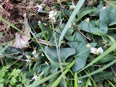 Viola japonica