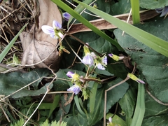 Viola japonica