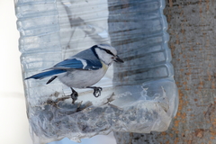 Cyanistes caeruleus × cyanus