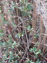 Thelotornis capensis capensis