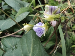 Viola japonica