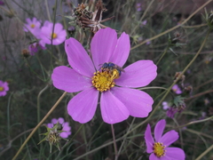 Paragapostemon coelestinus