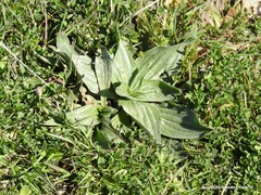 Plantago media