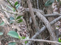 Thelotornis capensis capensis