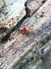 Clambidae