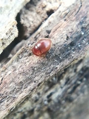 Clambidae