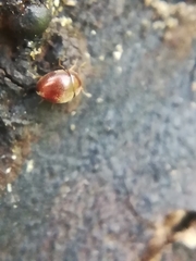 Clambidae