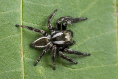 Carrhotus viduus