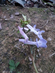 Corydalis yanhusuo