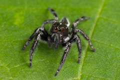 Carrhotus viduus