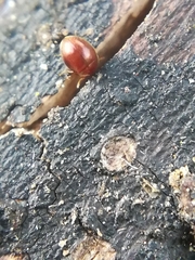 Clambidae