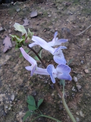Corydalis yanhusuo