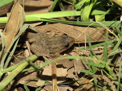 Leptodactylus melanonotus