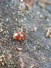 Clambidae