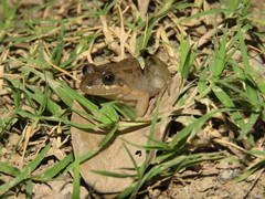 Leptodactylus melanonotus