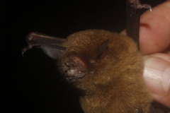 Pteronotus mesoamericanus