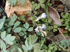 Corydalis yanhusuo