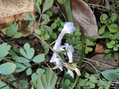Corydalis yanhusuo