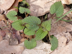 Lamium maculatum