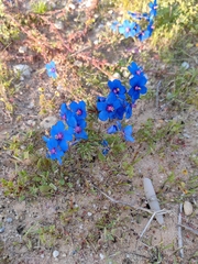 Lysimachia monelli linifolia