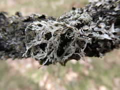 Pseudevernia furfuracea