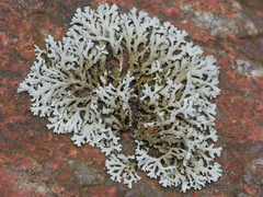 Physcia subalbinea