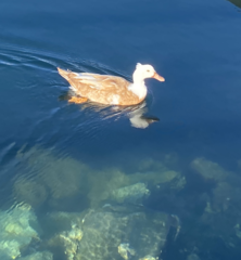 Anas platyrhynchos × Cairina moschata