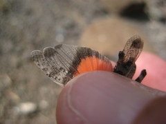 Scintharista notabilis