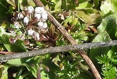 Teesdalia coronopifolia
