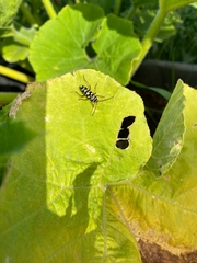 Megacyllene multiguttata