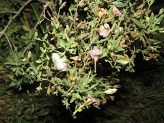 Ruellia paniculata