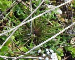 Teesdalia coronopifolia