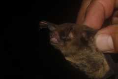 Pteronotus mesoamericanus