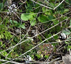 Teesdalia coronopifolia