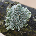 Hoary Rosette Lichen - Photo (c) Vaidas Balys, some rights reserved (CC BY-NC), uploaded by Vaidas Balys