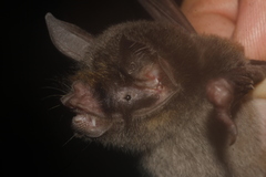 Pteronotus mesoamericanus